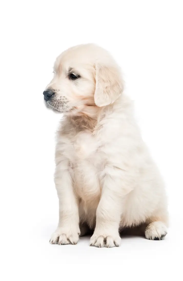 asigurare casco pe tili.ro