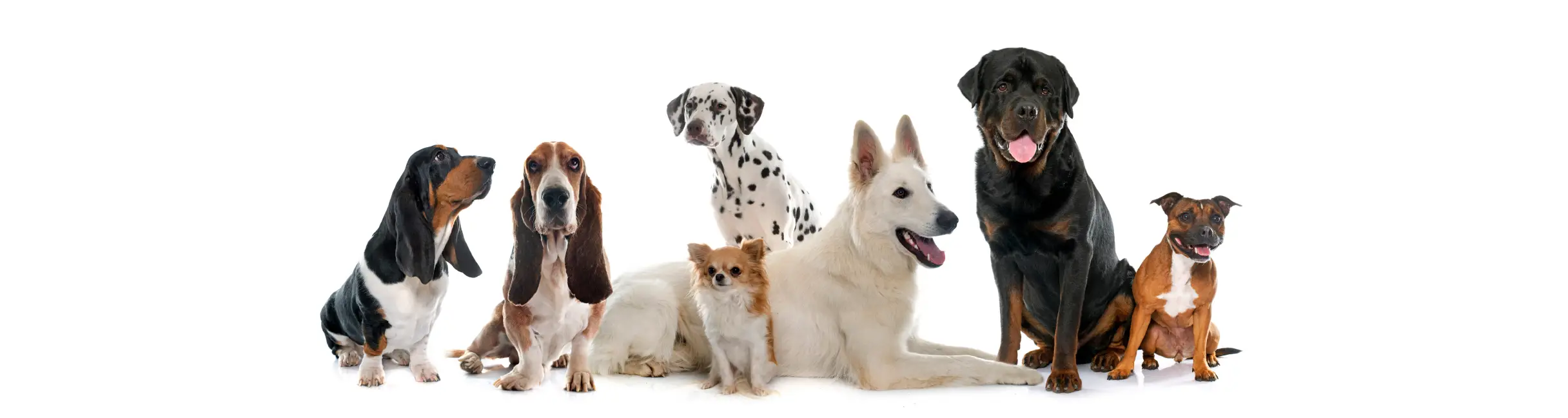 Asigurari auto RCA online, asigurari locuinte, asigurari casco, asigurari sanatate, asigurari calatorii, toate le gasesti pe Tili.ro