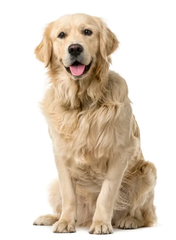 asigurare sanatate tili.ro